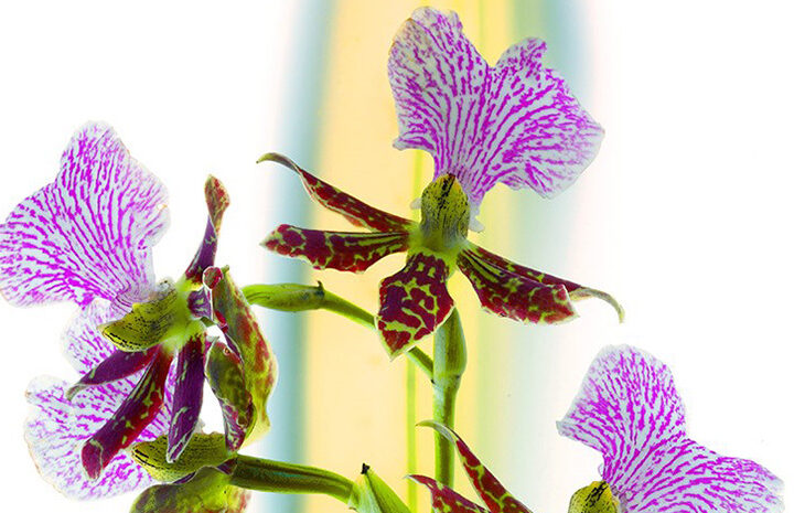 Expositie ‘Levendige kleuren op prints, glas en doek’